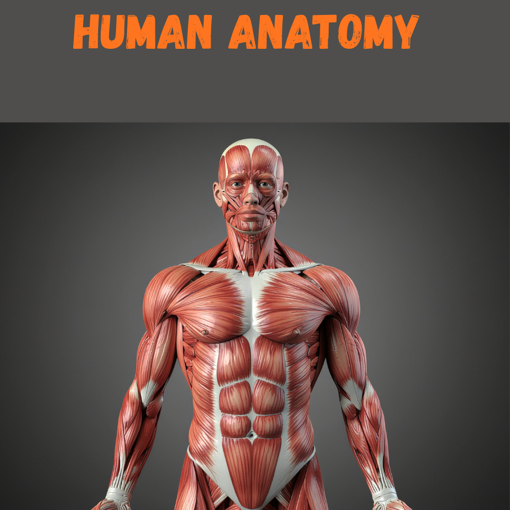 HUMAN MUSCLE